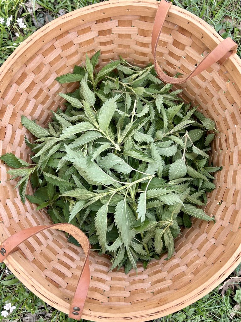 stinging nettle harvest