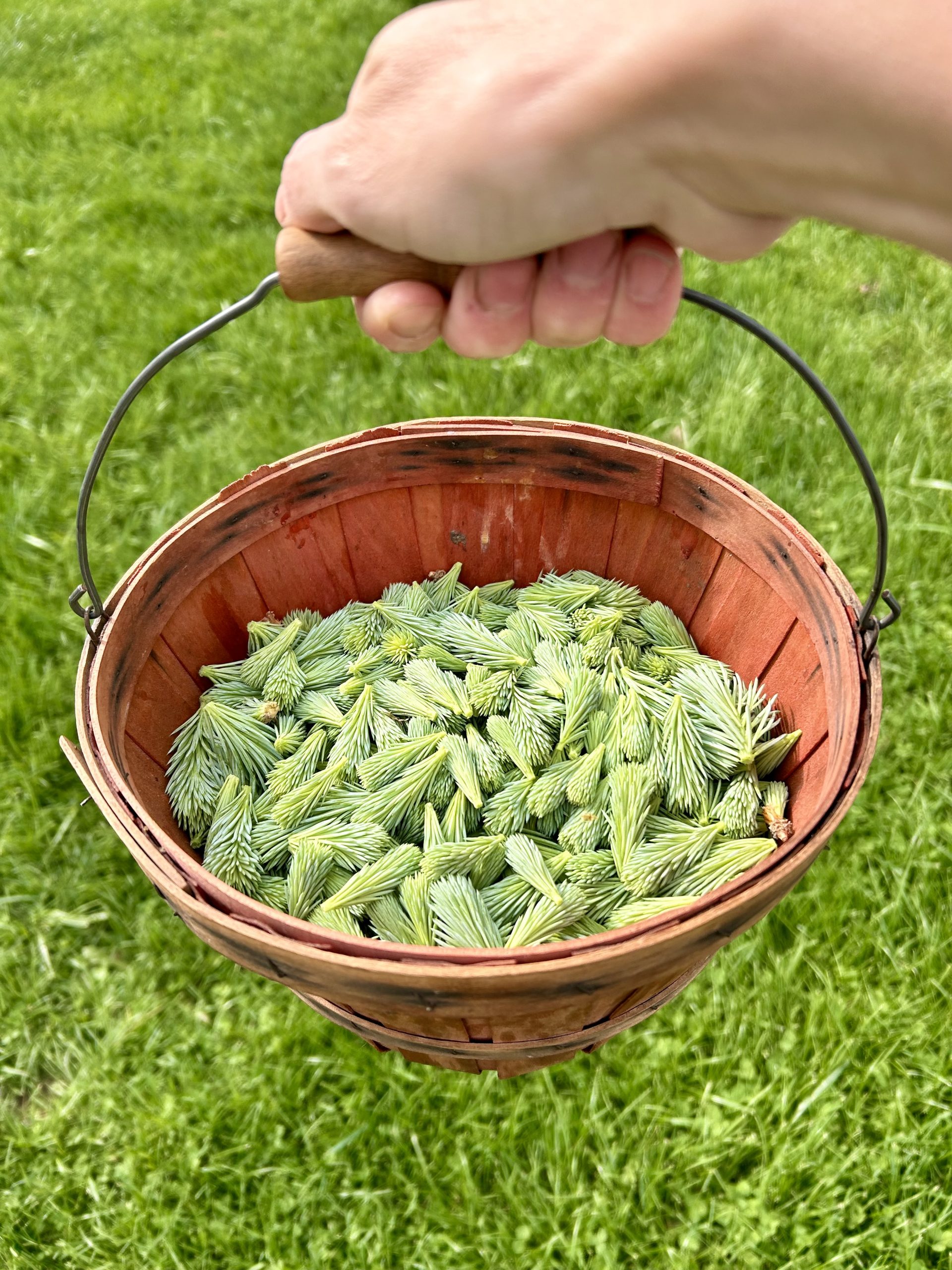 freshly forages spruce tips