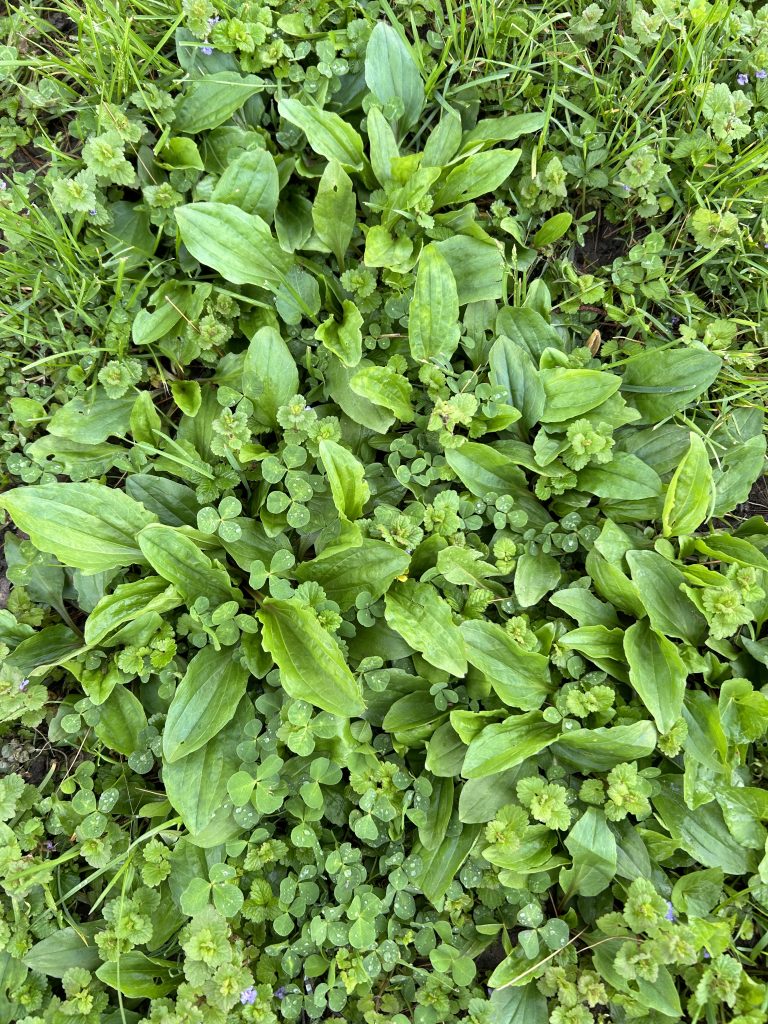 plantain