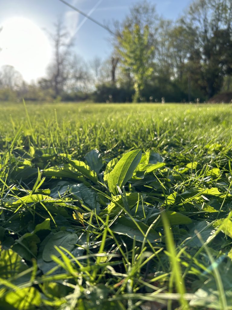 sunset plantain