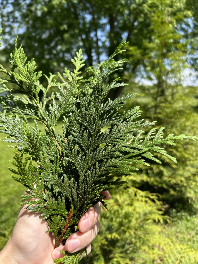 Homemade Herbal Infused Vinegar Cleaner Recipe
