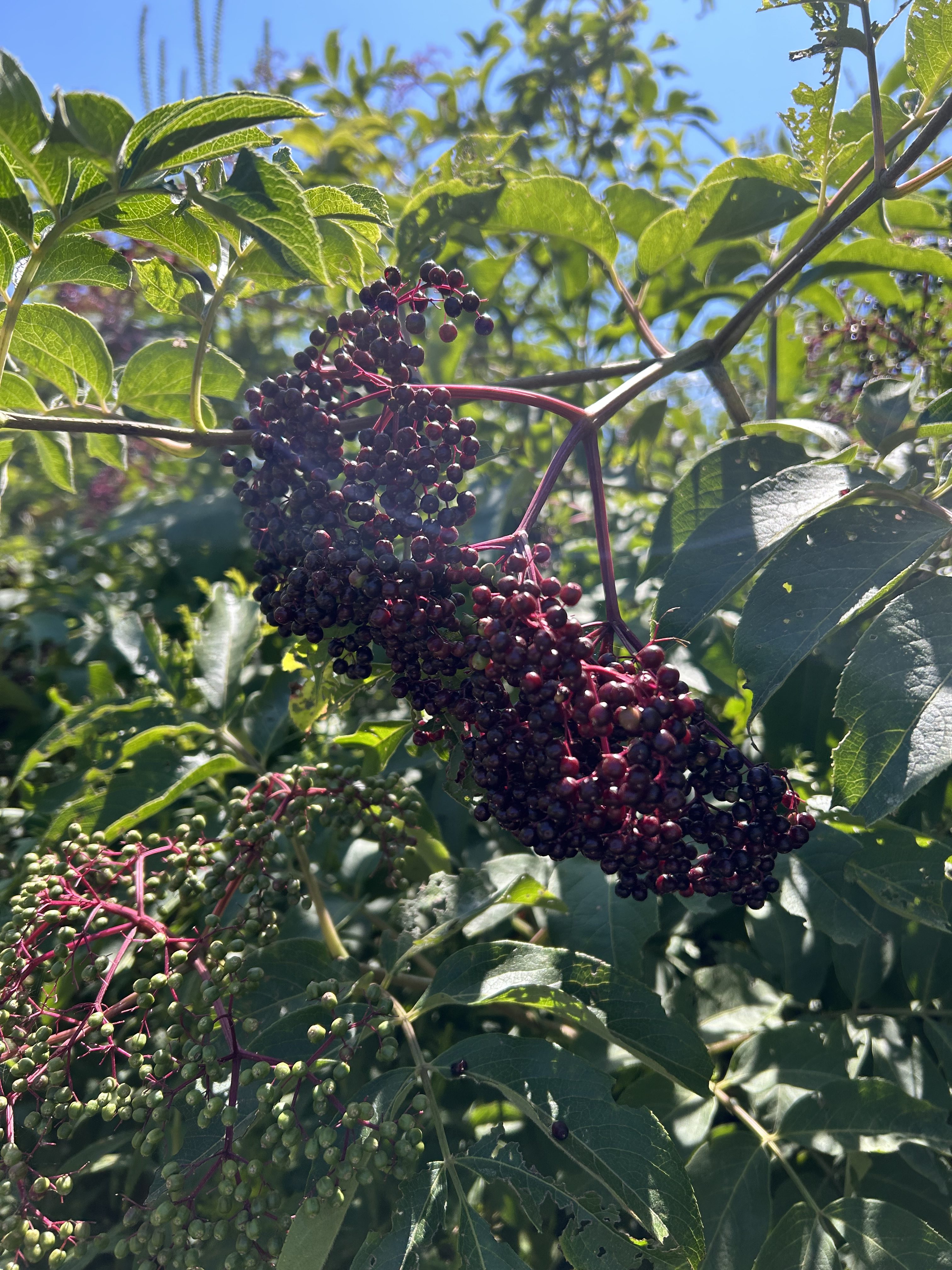 elderberry
