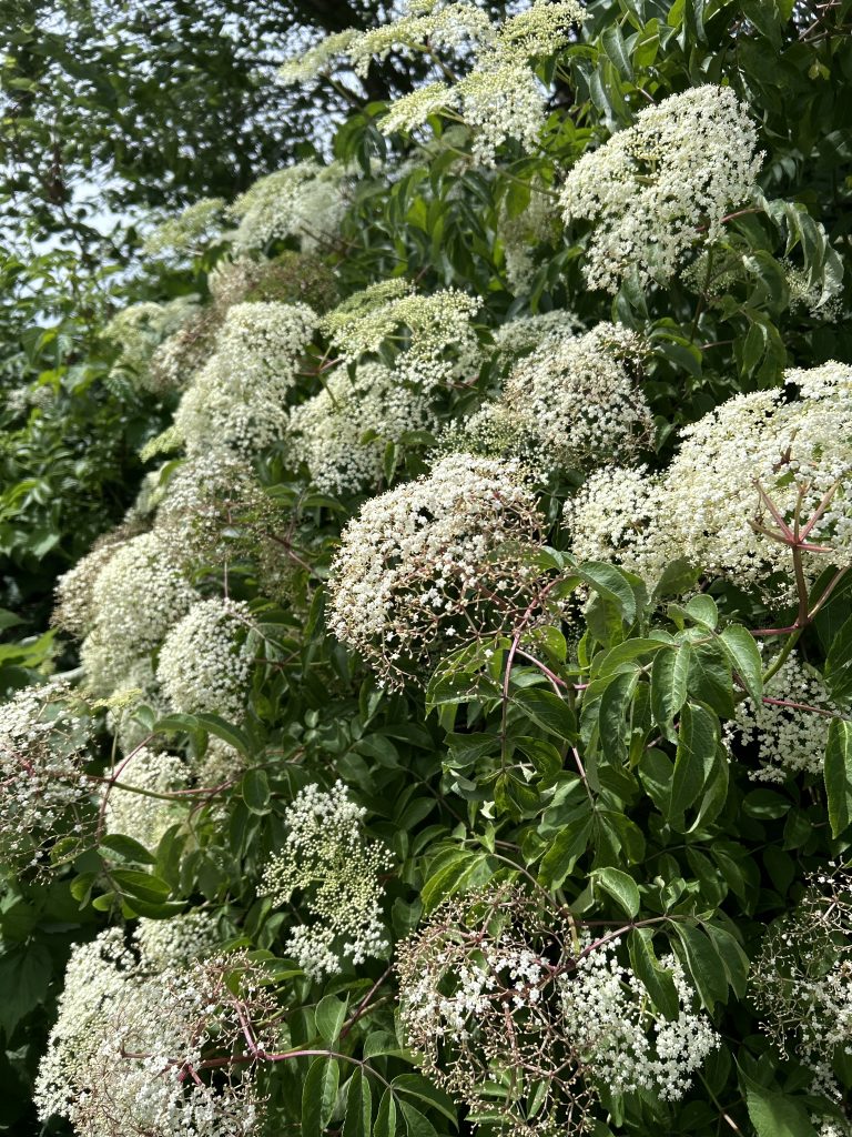 elderberry flower