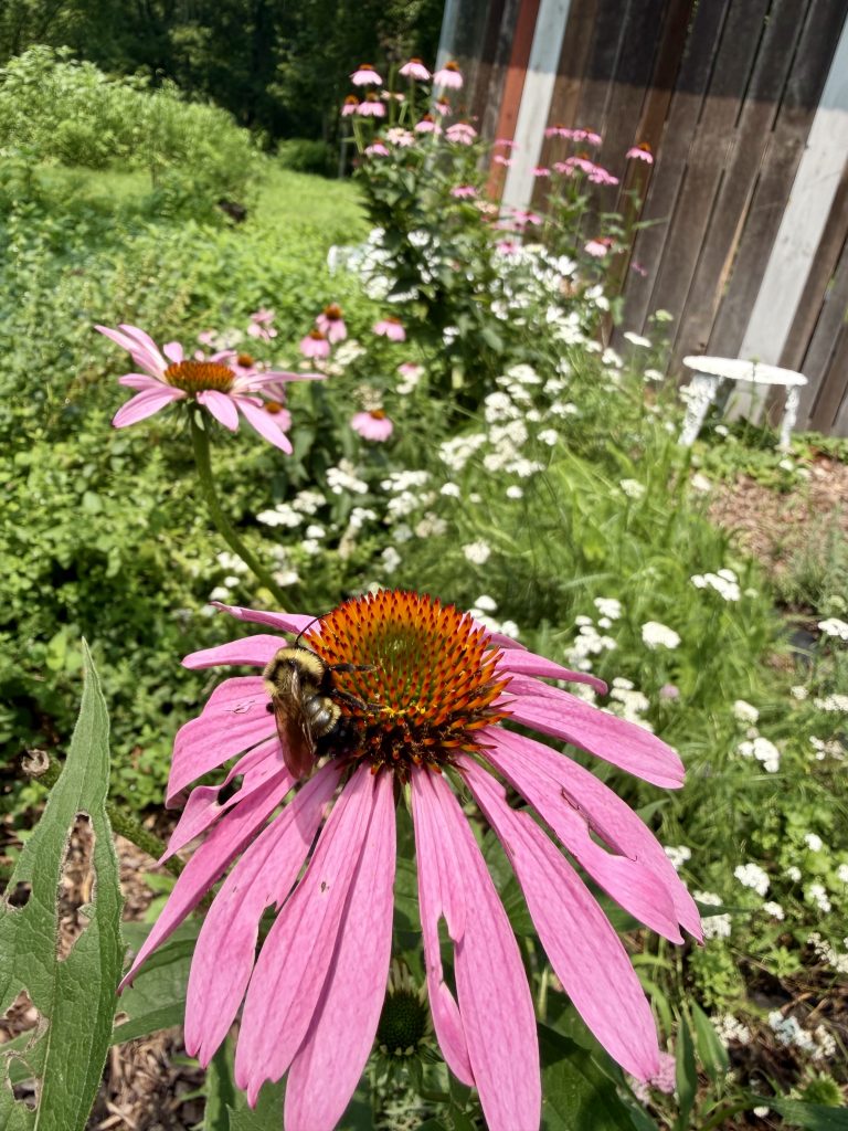 echinacea bee